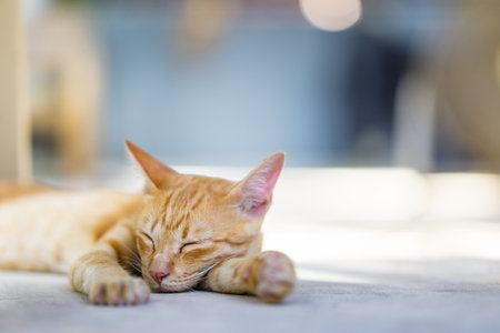 Young orange kitten is sleeping on the floor in the backyard during a peaceful afternoonの写真素材