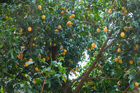 Some of sweet yellow marian plum (Plango or Ma Yong Chid in Thai) produce on the tree in the garden,...