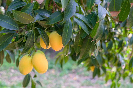 Some of sweet yellow marian plum (Plango or Ma Yong Chid in Thai) produce on the tree in the gardenの写真素材