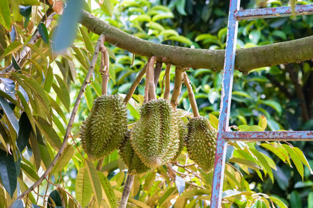 Young group of durian produce on the tree in the gardenの写真素材