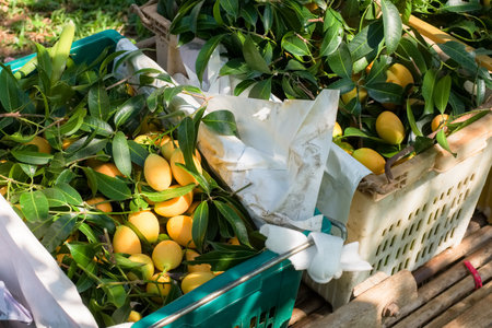 Bunches of fresh yellow marian plum (Plango or Ma Yong Chid) in the basket after cultivation, ready for saleの写真素材