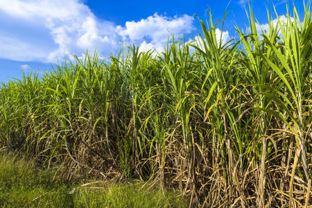 High sugar cane ready to harvest, sugar cane farm in countrysideの写真素材
