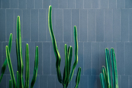 Decorated succulent plant outside the building in front of ceramic tiled wallの写真素材