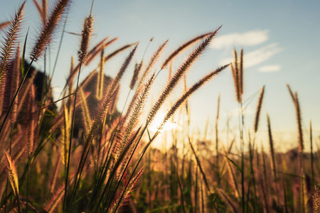 Closeup grass flowers blooming in the field before sunsetの写真素材