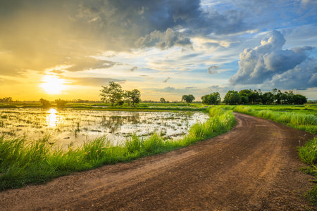 Dirt road in the rice farm before sunset, with rain clouds on the sky, cultivated, and rainy season in Thailandの写真素材