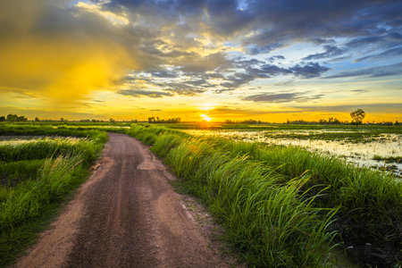 Dirt road in the rice farm before sunset, with rain clouds on the sky, cultivated, and rainy season in Thailandの写真素材