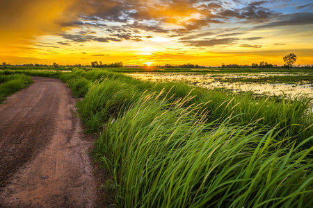 Dirt road in the rice farm before sunset, with rain clouds on the sky, cultivated, and rainy season in Thailandの写真素材