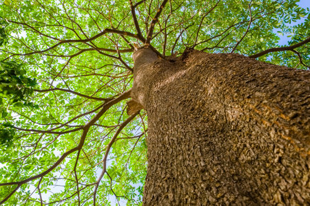 Branches of a high Black Afara tree spread in sunlight from ants eye view, shady of an old tree, growth, and environment conceptの写真素材