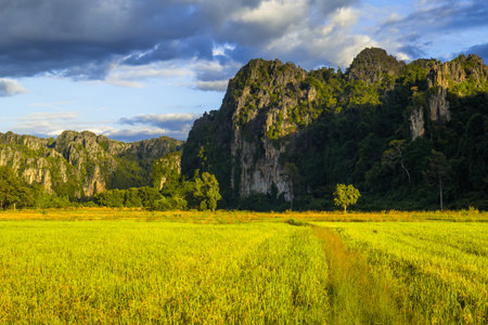 Beautiful rice field and limestone mountain range in the sunny day, travel scenic at Noen Maprang, Phitsanulok, Thailandの写真素材