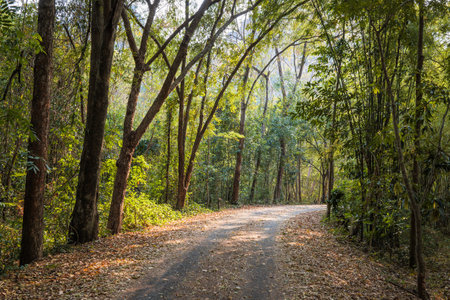 Small asphalt road with curve ahead through the trees tunnel in the tropical forestの写真素材