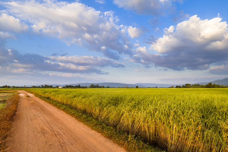 Growth paddy field in the farmland, along the dirt road, beautiful countrysie before sunsetの写真素材