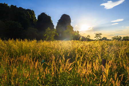 Grasses flowers blooming field in sunlight, golden meadow and limestone mountain, beautiful countryside before sunsetの写真素材