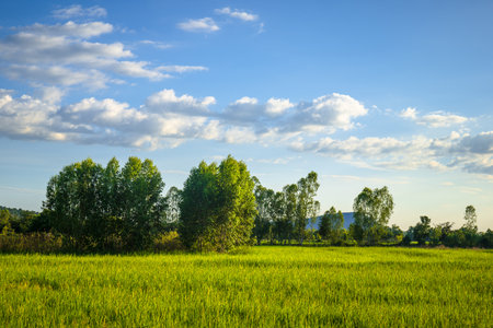 Trees in the rice field landscape, peaceful countryside in the eveningの写真素材