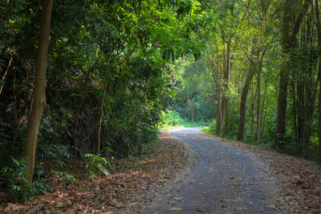 Small asphat road with sunlight ahead in the tropical forestの写真素材
