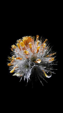 A halfway bloom dandelion.の写真素材