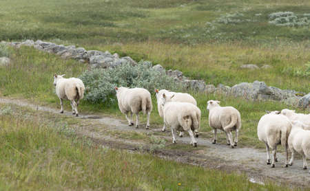 Landscape  sheep  in Norwayの写真素材