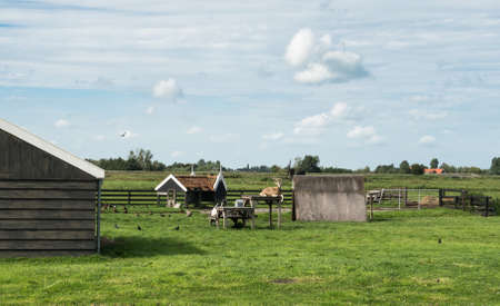 Dutch landscape of goat farm, Netherlandsの写真素材