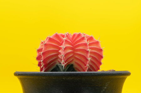 Close up Colorful Gymnocalycium LB Hybrid in pot on yellow background.の写真素材
