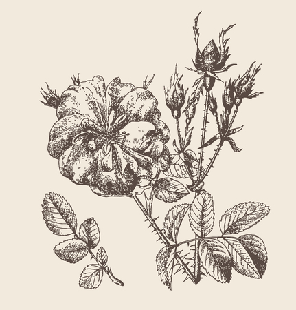 Rose Flower (retro style vector)のイラスト素材