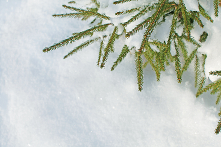 Fir (Pine) Tree Branches Over Snow Background (with a space for your text)の写真素材