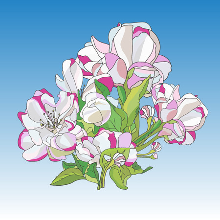 Flowers Of Blooming Apple Tree (Vector illustration)のイラスト素材