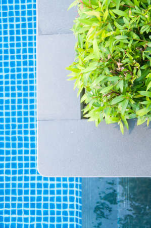 green plant on pool edge backgroundの写真素材