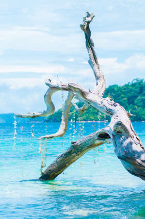 sea with white dead treesの写真素材