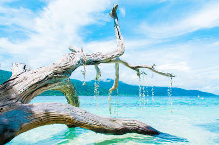sea with white dead trees