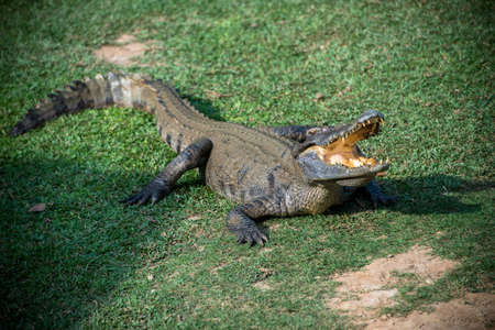 Crocodile and turtle resting on the grass の写真素材