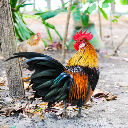 Beautiful Rooster の写真素材