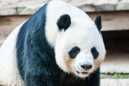 Closeup of panda bear の写真素材