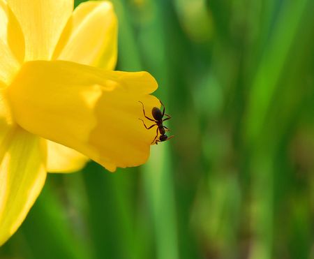 ant on yellow petalの写真素材