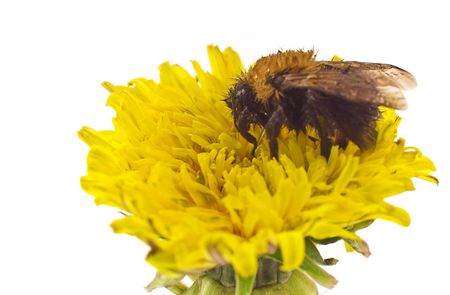 bee on dandelion