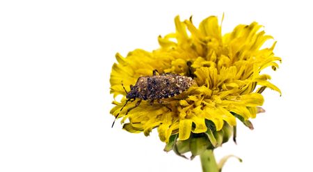 insect on a dandelionの写真素材
