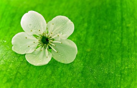   blossoms spring tree cherryの写真素材