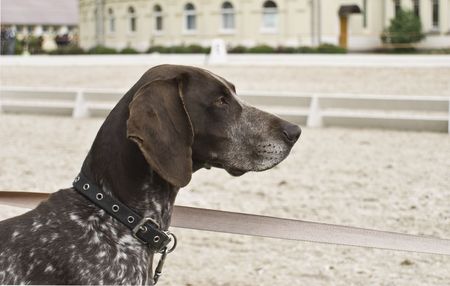 dog on field in springの写真素材