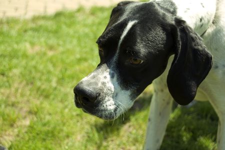  dog on field in spring