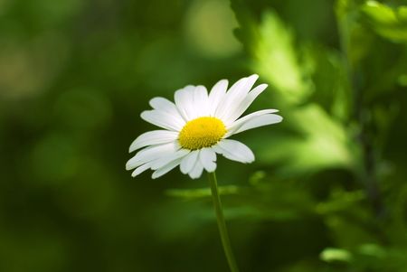 flower on field green backgroundの写真素材