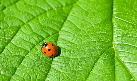 ladybug on the green leafの写真素材