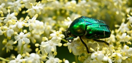 May-bug on a white flowerの写真素材