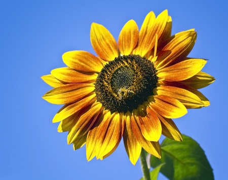 sunflower with a bee on a background of blue skyの写真素材