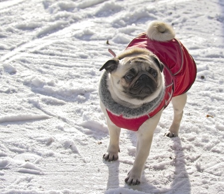 Pug dog laying down and looking at the camera isolated on a white backdropの写真素材