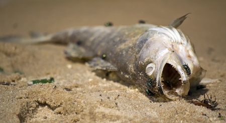 dead fish on the sandy banks of the riverの写真素材