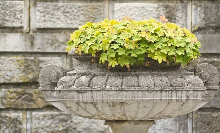 stone bowl with flowers on the background wallの写真素材