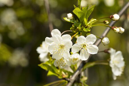 Cherry blossoms against a background of green leaves.の写真素材