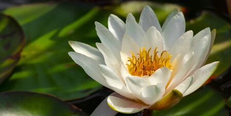 Flower of a lake lily on the background of a pond.の写真素材