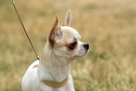 Young fawn colored chihuahua portrait の写真素材