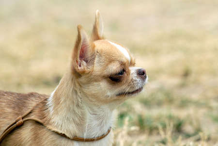 Young fawn colored chihuahua portrait  の写真素材