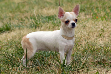  Short-Haired Chihuahua in the grassの写真素材
