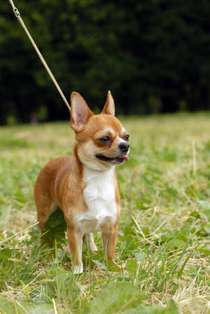 Adult long haired chihuahua standing upの写真素材